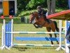 jumper Clyde 94 (German Sport Horse, 2019, from Casskeni II)