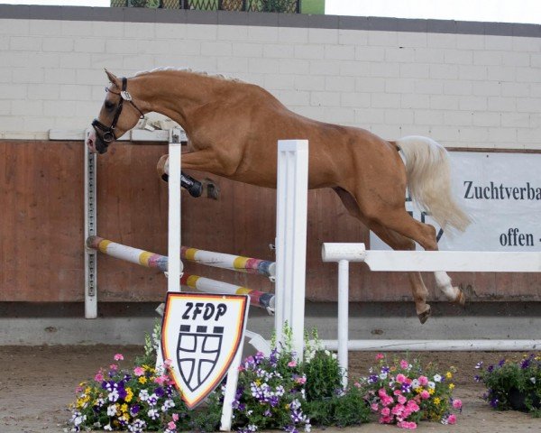 stallion Mighty Pleasure KB (German Riding Pony, 2018, from Centauro's Midas)