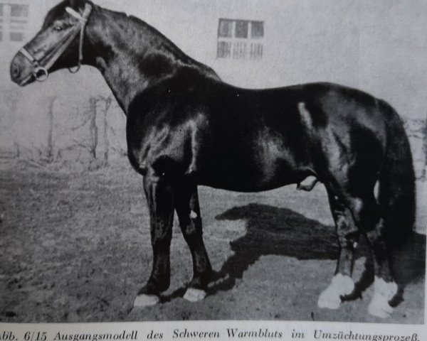 stallion Felup Mo 376 (Oldenburg, 1945, from Feldherr)