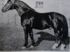 stallion Felup Mo 376 (Oldenburg, 1945, from Feldherr 3752)