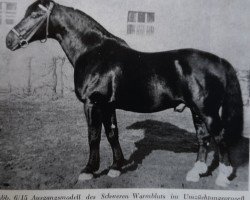 stallion Felup Mo 376 (Oldenburg, 1945, from Feldherr 3752)