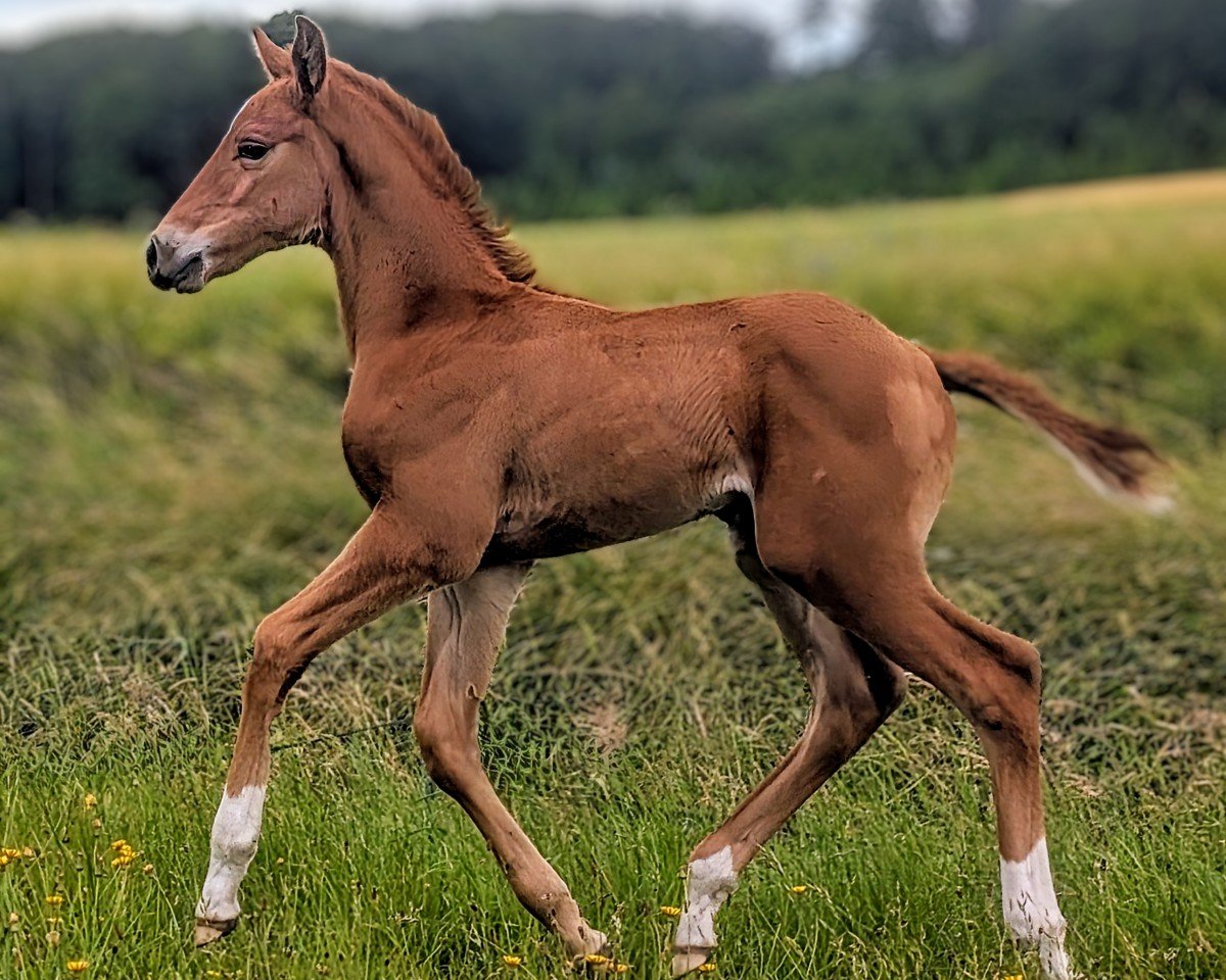 horse McCools Crime-Time (German Warmblood, 2024, from Consantos)