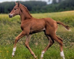 foal by McCools Crime-Time (German Warmblood, 2024, from Consantos)