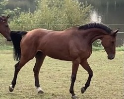 Zuchtstute Pippa van de Vogelzang (Belgisches Warmblut, 2015, von Toulon)