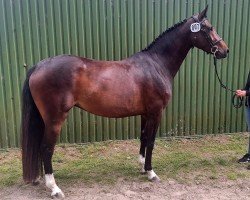 horse La Bonita (Little German Riding Horse, 2020, from Landstreicher)