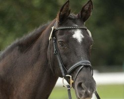 broodmare Herbstlicht IV (Trakehner, 1992, from Matador)