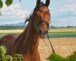 Springpferd Adorado Star (Westfale, 2016, von A La Carte NRW)