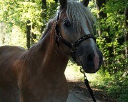 Pferd Maddox (Haflinger, 2021, von Mulan)