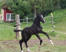 Fohlen von Sir Siggi LB (Österreichisches Warmblut, 2024, von Sir Bedo)