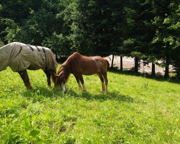 broodmare Tyngwndwn Sali Mali (Welsh-Cob (Sek. C), 1999, from Menai Rancher)