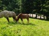 broodmare Tyngwndwn Sali Mali (Welsh-Cob (Sek. C), 1999, from Menai Rancher)