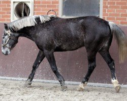 Pferd Herr Fischer (Schweres Warmblut, 2014)