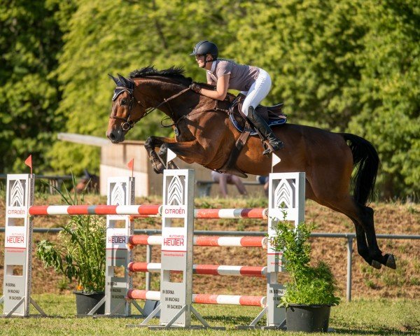 jumper Conthago 2 (Oldenburg show jumper, 2010, from Conthargos)