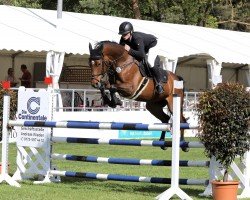 jumper Iris 157 (German Sport Horse, 2017, from VDL Iowa)