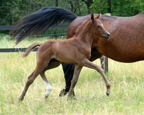 foal by Galanthus (Trakehner, 2024, from Devdas ox)