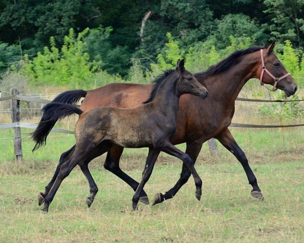 Springpferd Galaxit (Trakehner, 2023, von Devdas ox)