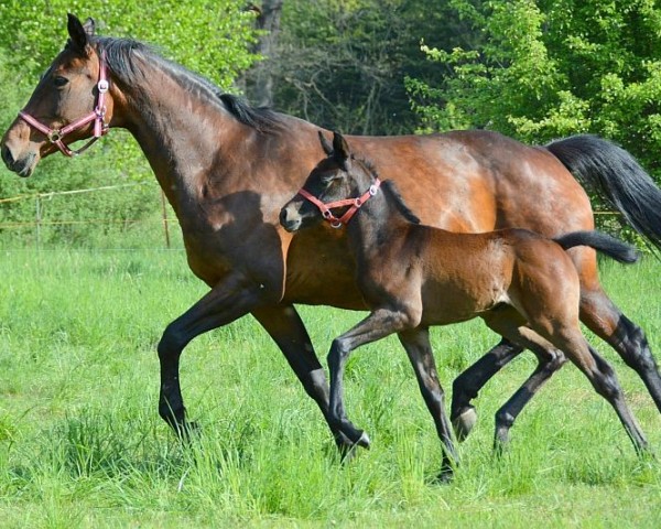 Springpferd Galdor (Trakehner, 2023, von Devdas ox)