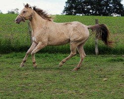 Pferd Im Miss Lilli Chex (Quarter Horse, 2020)