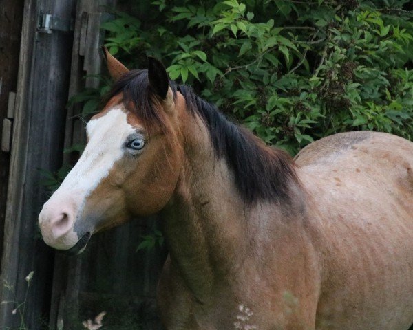 Pferd BE Cougars Peanut (Paint Horse, 2021)