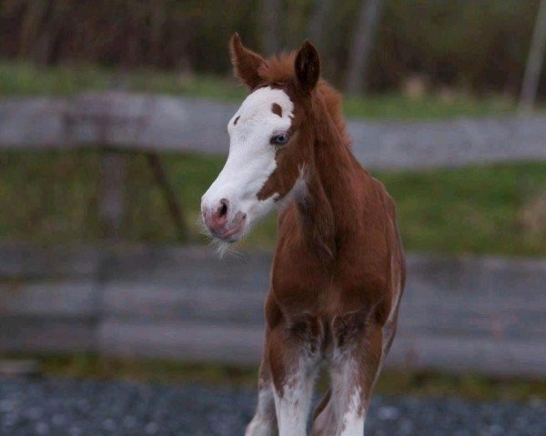 foal Cattack Special One (Quarter Horse, 2024)