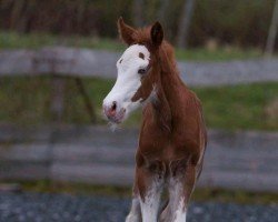 foal Cattack Special One (Quarter Horse, 2024)