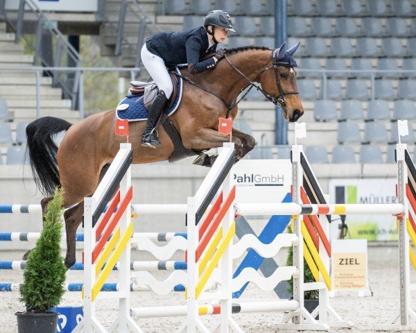 jumper Veyron's Centa PS (Oldenburg show jumper, 2017, from Veyron)