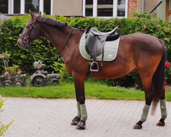 dressage horse Calypso 517 (Saxony-Anhaltiner, 2002, from Chamberlain 6)