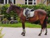 dressage horse Calypso 517 (Saxony-Anhaltiner, 2002, from Chamberlain 6)