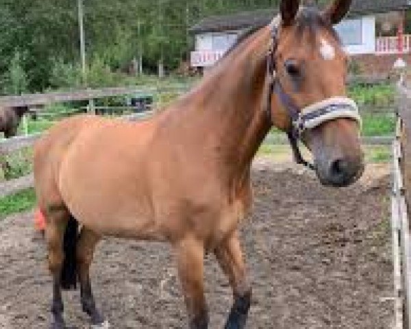 dressage horse Casper IX (unknown,  )