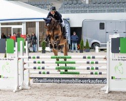 jumper Silinde Aeg (Belgian Warmblood, 2018, from Cornet Obolensky)