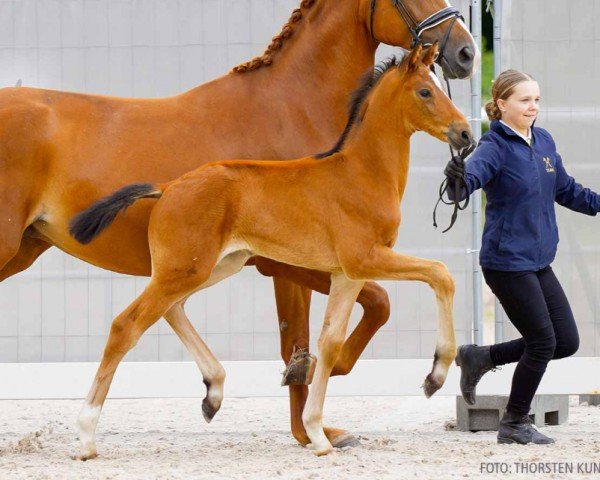 Fohlen von Fioncello (Hannoveraner, 2024, von Fürst Belissaro)