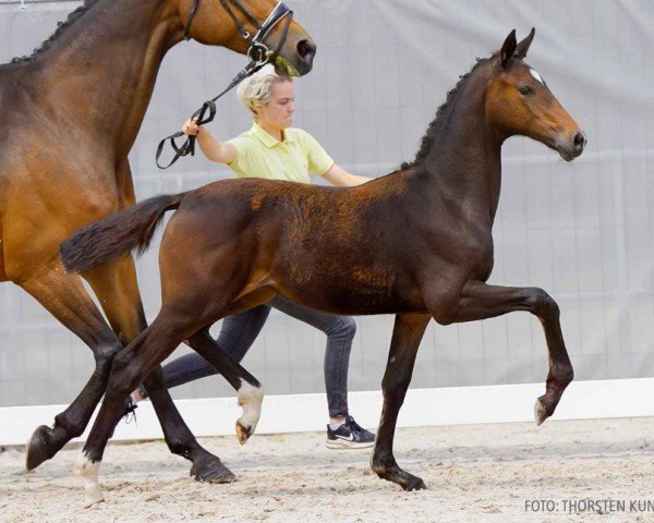 foal by Elsa (Hanoverian, 2024, from Escaneno)