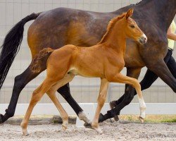 foal Seeler (Hannoveraner, 2024, from Segantini 6)