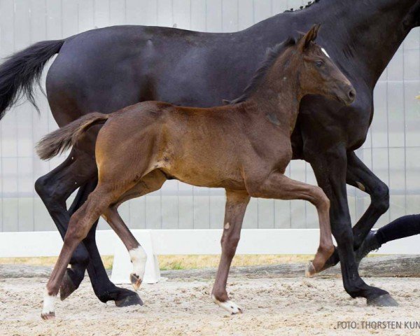 foal by St. Emilia (Hanoverian, 2024, from St. Emilion)