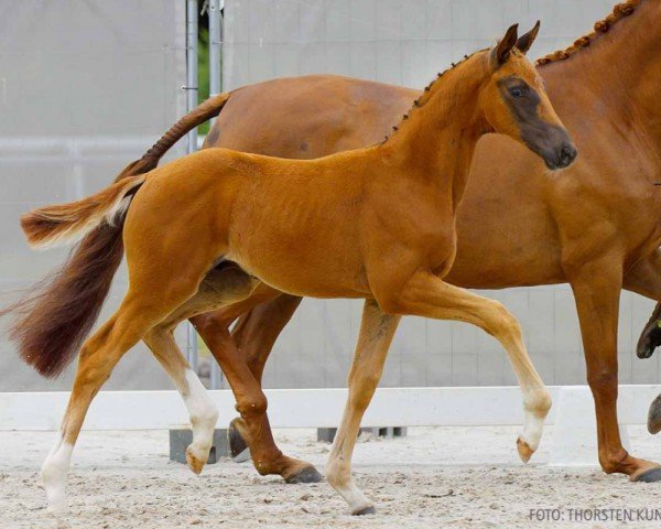 foal by Barbarossa (Hanoverian, 2024, from Bon Courage 4)