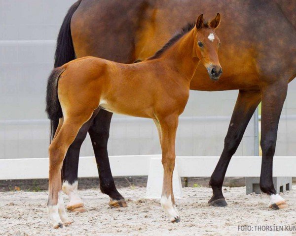 foal by Be my Love (Hanoverian, 2024, from Be my Dancer)