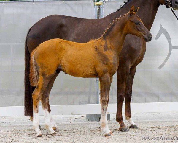 foal by Dynamic Dance (Hanoverian, 2024, from Dynamic Dream)