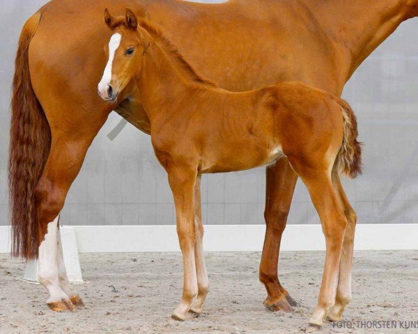foal by Synphonie F (Hanoverian, 2024, from Segantini 6)