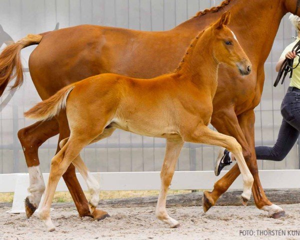 foal by Emil (Hanoverian, 2024, from Escanto PS OLD)