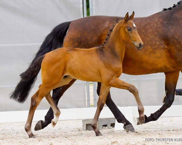 Fohlen von Sancerre (Hannoveraner, 2024, von Blue Hors Santiano)