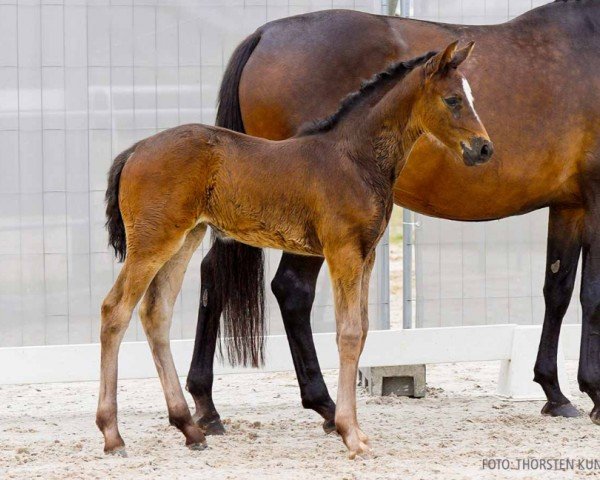 foal by Deichdeern (Hanoverian, 2024, from Duplexx)