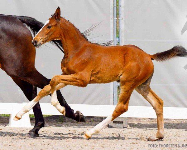 foal by Omaima (Hanoverian, 2024, from Ogano Sitte)