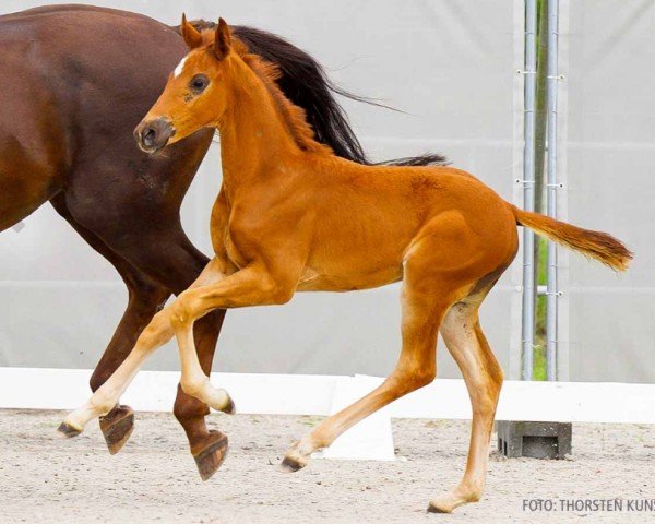 foal by Ondrio (Hanoverian, 2024, from Obano)