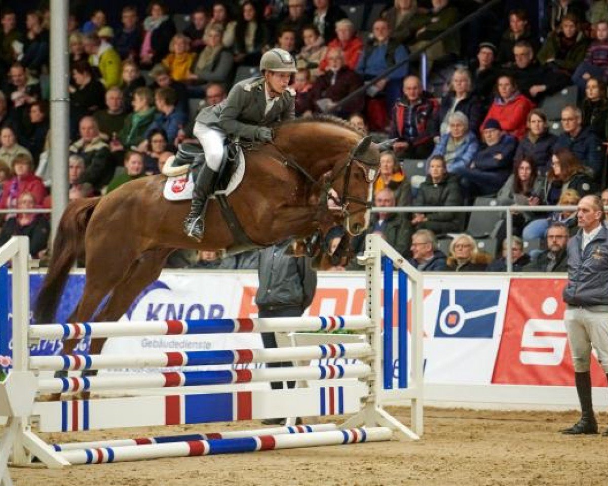 stallion Obano (Holsteiner, 2019, from Ogano Sitte)