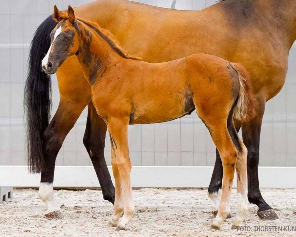 foal by Daisy Duck (Hanoverian, 2024, from Diathletico FRH)