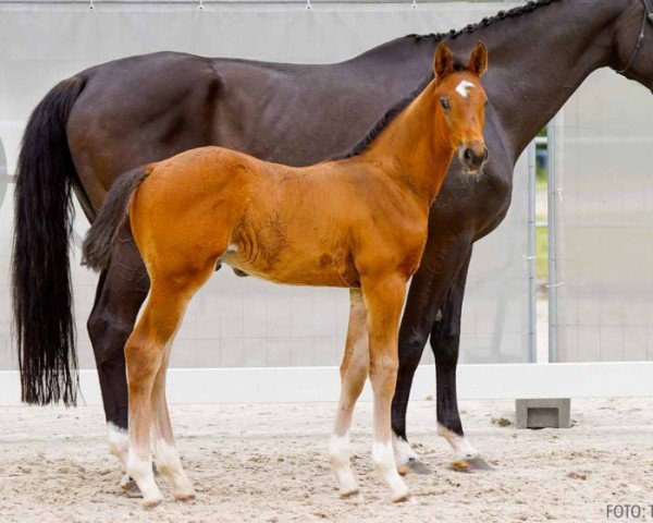 foal by Crime Time (Hanoverian, 2024, from Chatendro)