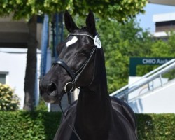 broodmare Flip Flop (Rhinelander, 2008, from Feiner Bedo)