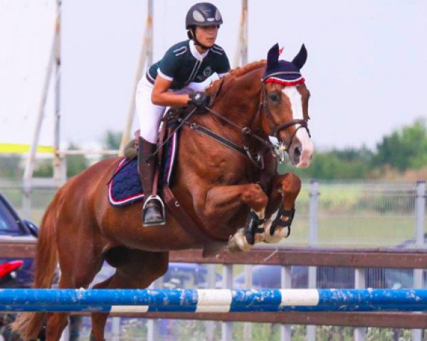 Springpferd Filou du Pichoux (Schweizer Warmblut, 2001)