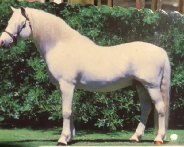 stallion Springbourne Blueberry (Welsh-Pony (Section B), 1967, from Brierwood Blue Boy)