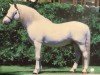 stallion Springbourne Blueberry (Welsh-Pony (Section B), 1967, from Brierwood Blue Boy)
